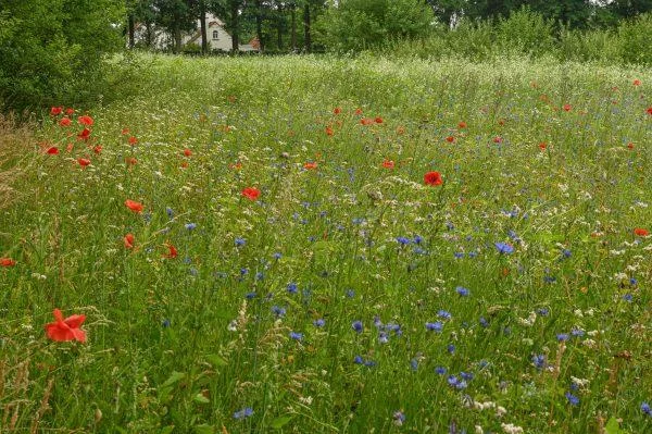 Afbeelding: Midzomerwandeling