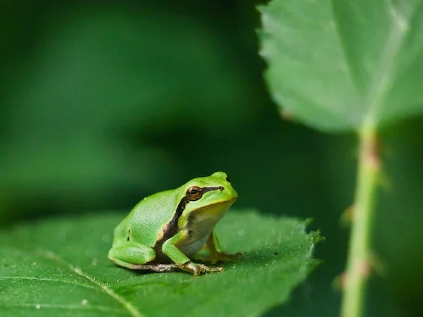 Afbeelding: Gegidste natuurwandeling De Broskens
