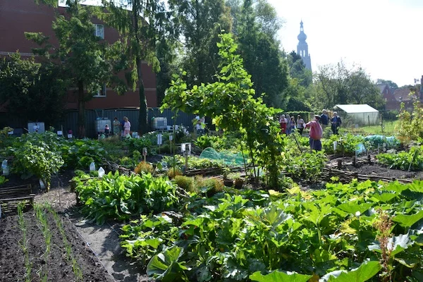 Afbeelding: Open tuin Bonenakkers