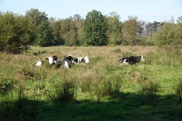 Afbeelding: Gedichtenwandeling ‘Stilte in natuur en woorden’