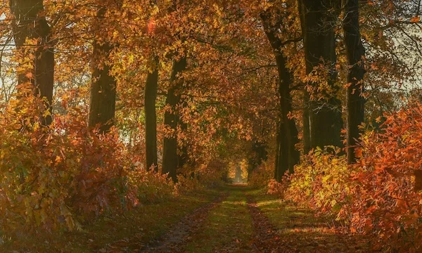 Afbeelding: Herfstwandeling Wortel-Kolonie