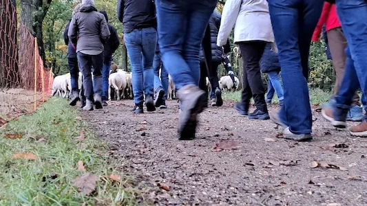 Afbeelding: 26ste Wandelcriterium Meer