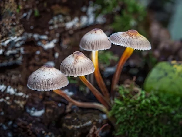 Afbeelding: Basiscursus paddenstoelen