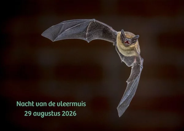Afbeelding: Europese Nacht van de Vleermuis