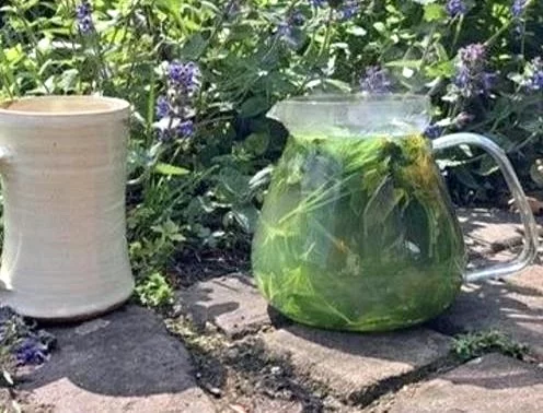 Afbeelding: Wandeling: Kruidenthee om de lente te verwelkomen